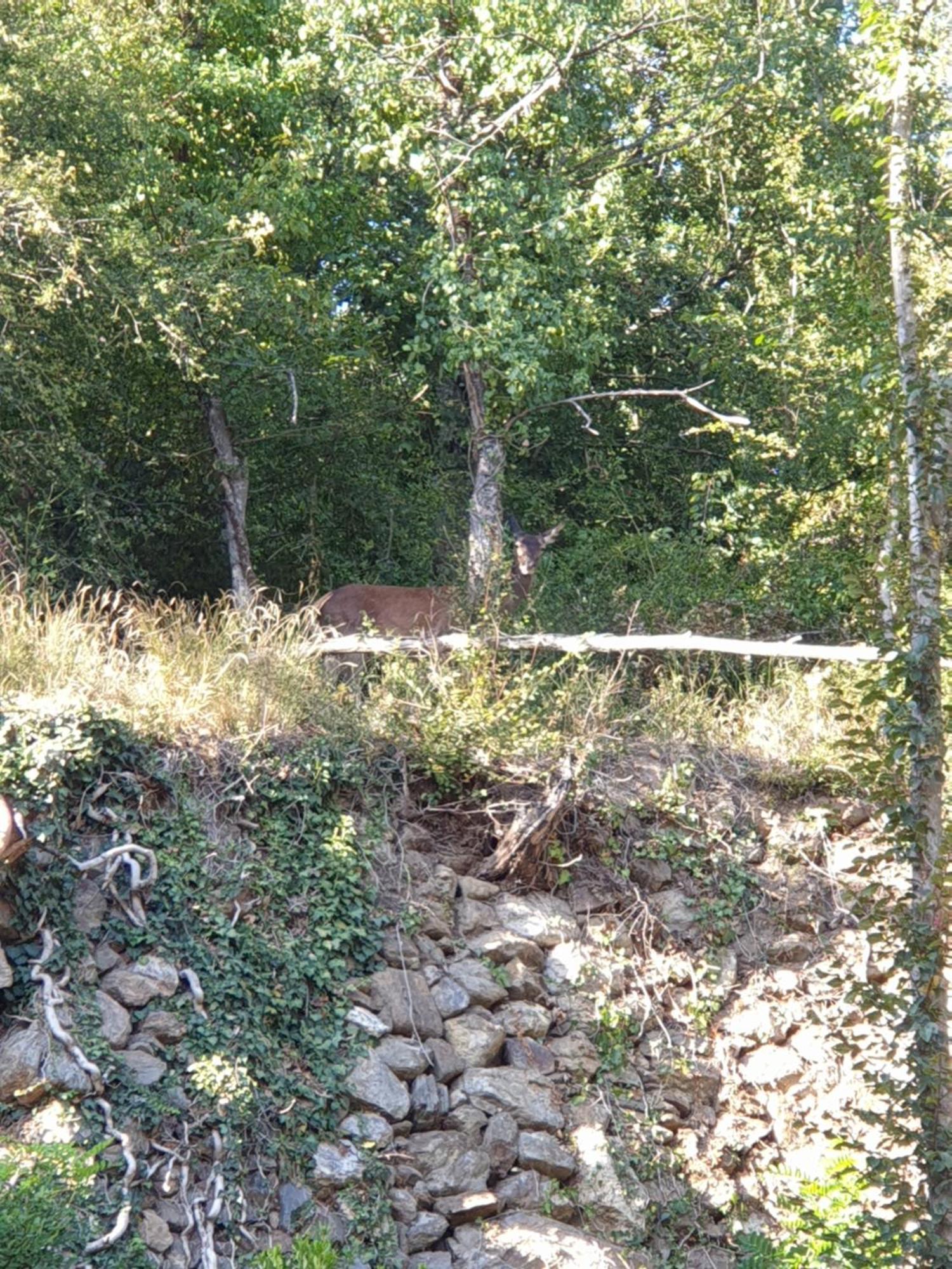 Le Chalet De Pyrene Et Hercule Arignac Pokój zdjęcie